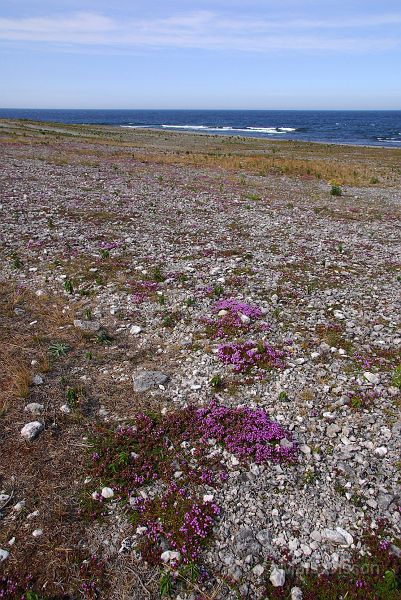 DSC_0063_redigerad-1.jpg - Fårö